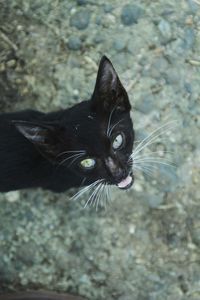 High angle portrait of black cat