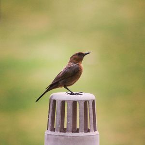 Close-up of bird perching on railing