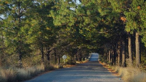 Narrow pathway along trees in forest