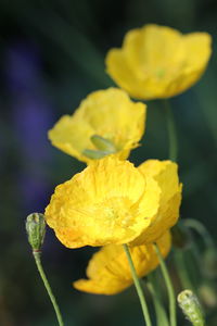 Close-up of yellow flower