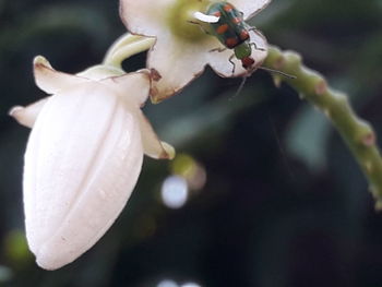 Close-up of flower growing on tree