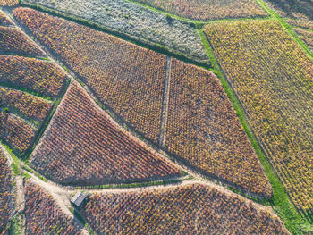 agriculture