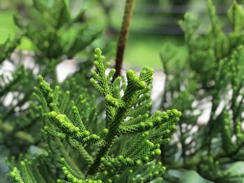 Close-up of plants growing in park