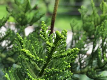 Close-up of pine tree