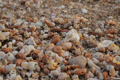 Full frame shot of pebbles on beach