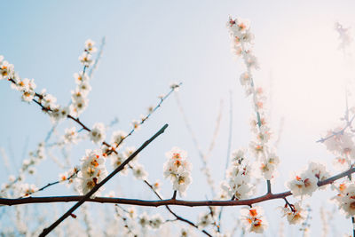 Low angle view of cherry blossom