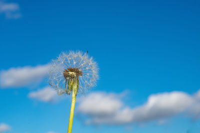 Close-up of dandelion against blue sky
