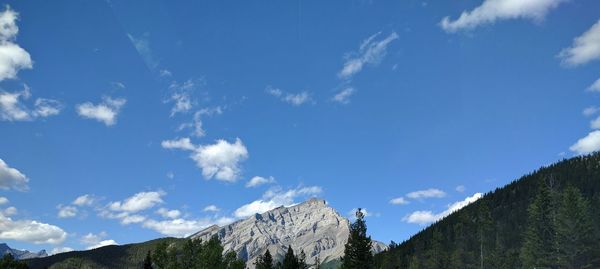 Low angle view of trees against blue sky