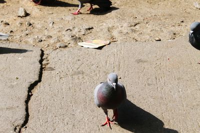 High angle view of bird on beach