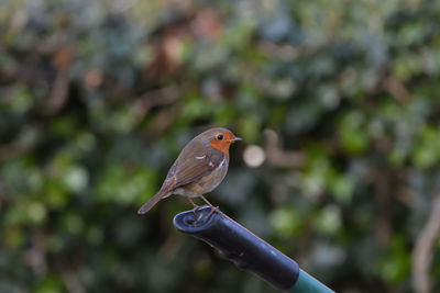 Close-up of bird perching on branch