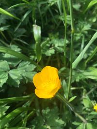 Close-up of yellow flower blooming in field