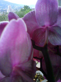 Close-up of pink flower tree