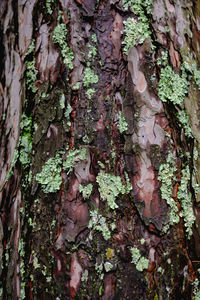 Close-up of moss on tree trunk