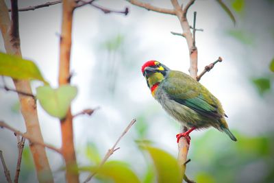 Beautiful breeding plumage male coppersmith barbet or crimson breasted barbet perching on a branch