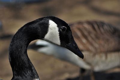 Side view of canada goose