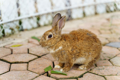 Close-up of rabbit