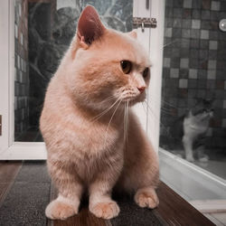 Close-up of a cat looking away