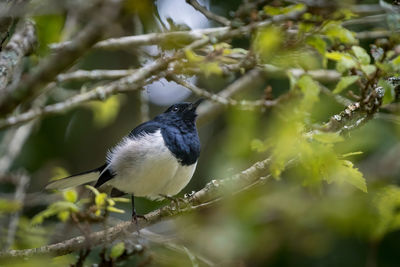 Close up of a bird on a branch