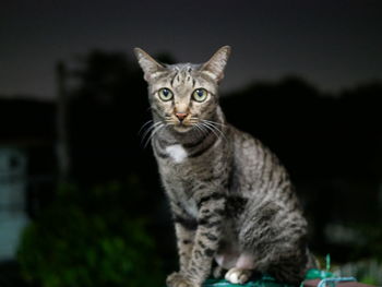 Portrait of cat sitting outdoors