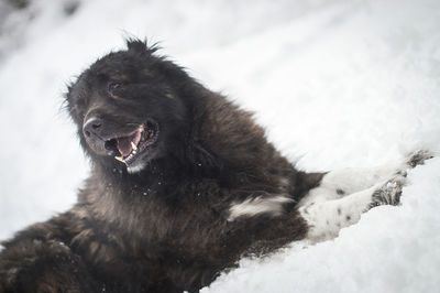 Close-up portrait of dog in snow