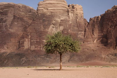 Single tree against rocky mountain