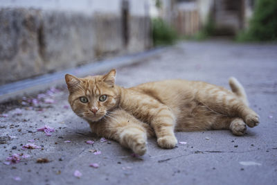 Portrait of tabby cat on footpath