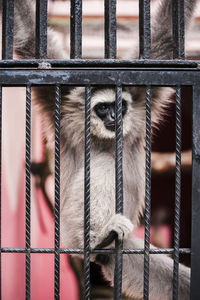 Monkey in metal cage at zoo