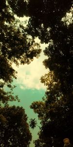 Low angle view of silhouette trees against sky