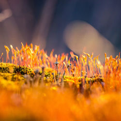 Beautiful closeup of moss growing on the forest floor in spring. small natural scenery in woodlands