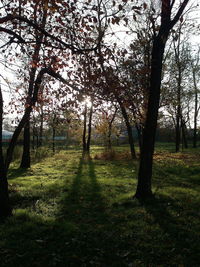 Trees on landscape against sky