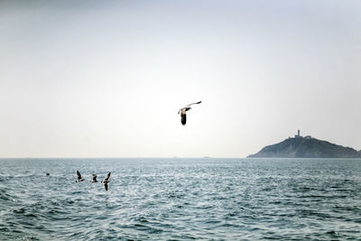 Birds flying over sea against clear sky