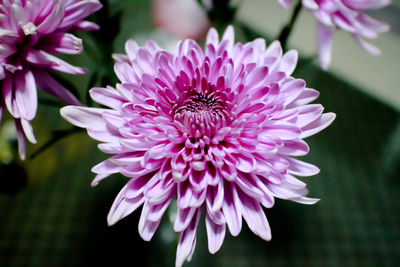 Close-up of bee on purple flower