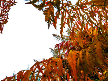 Low angle view of flower tree against clear sky