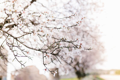 Low angle view of cherry blossom tree