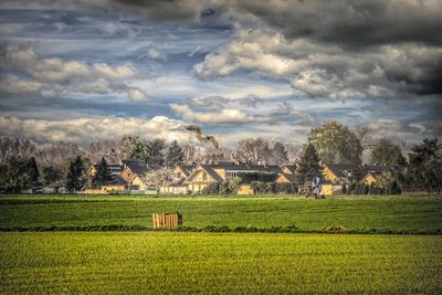 Scenic view of agricultural field against sky