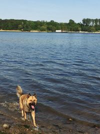 Portrait of dog in water