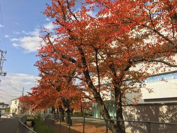 Low angle view of trees against sky
