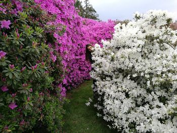 Purple flowering plant