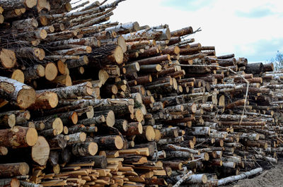 Stack of logs in forest