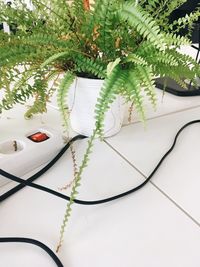 High angle view of plants on table