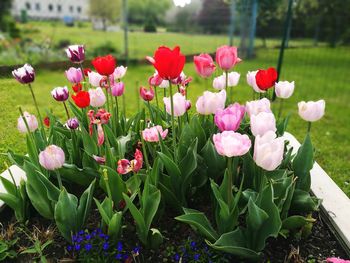 Close-up of pink tulip flowers