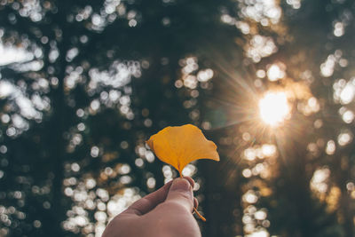 Cropped image of hand holding ginkgo leaf against sunbeams