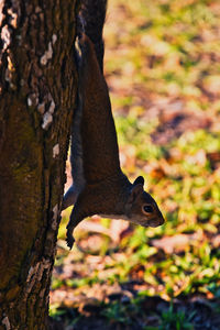 Close-up of squirrel on tree trunk