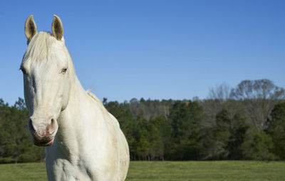 Horse on tree against sky