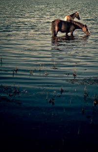 Portrait of dog in water