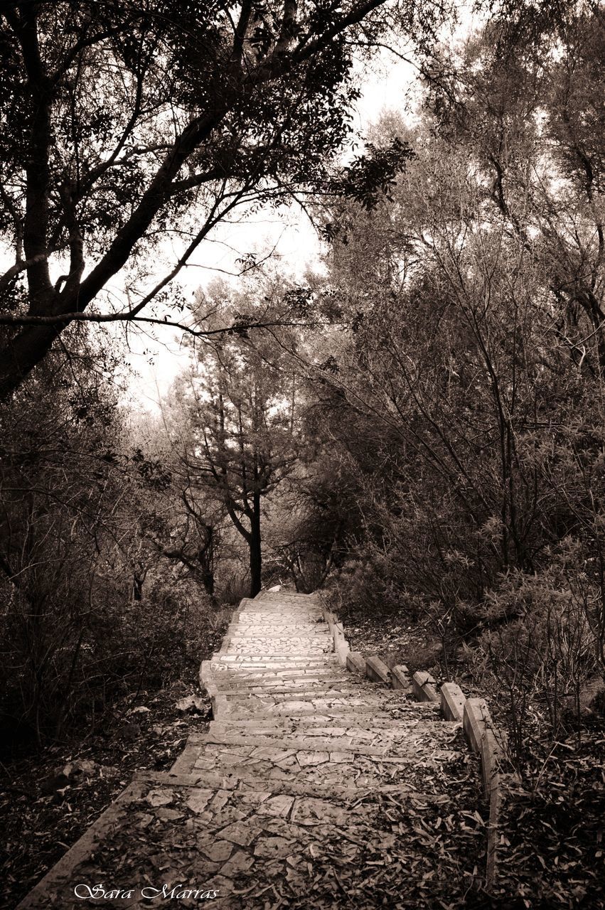 FOOTPATH AMIDST PLANTS IN FOREST