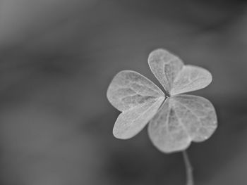 Close-up of clover leaf