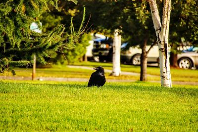 Black bird on a field