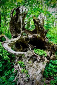 View of tree trunks in forest