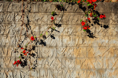 Red flowers on vines hanging over stone wall